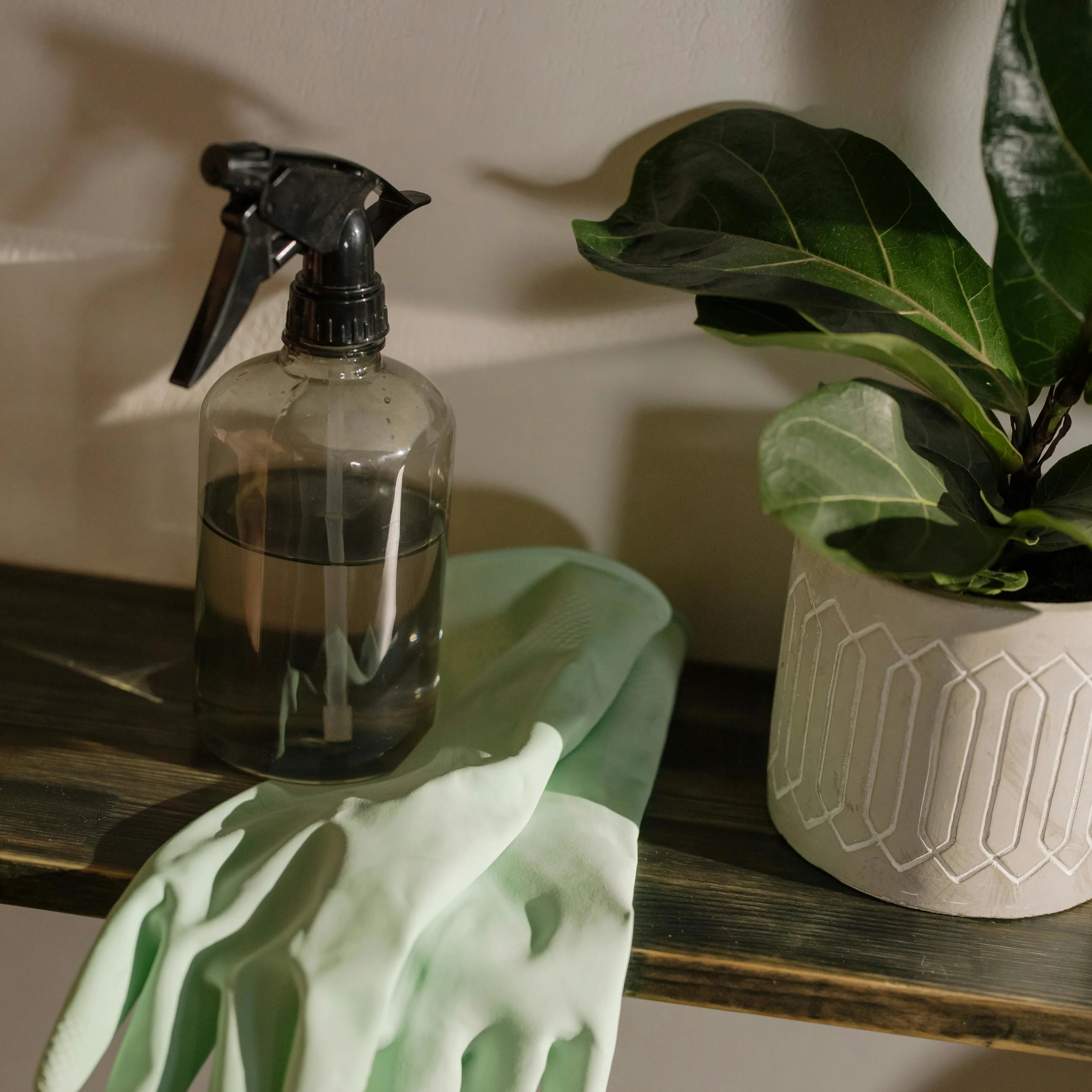A countertop with cleaning supplies and a plant nearby